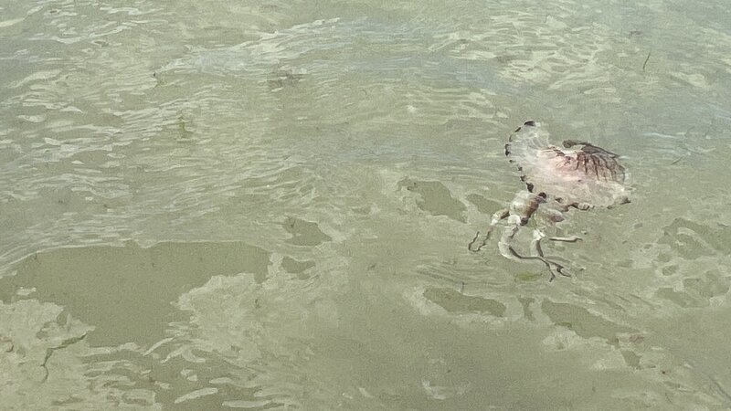 Qualle im Meer (Badenaufenthalt)